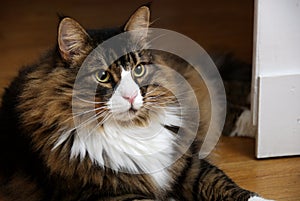 Beautiful Male Norwegian Forest Cat With Wide Eyes photo