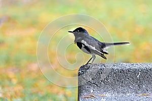 Beautiful male oriental magpie-robin Copsychus saularis resting on the stone bench