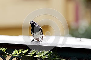 Beautiful male Oriental Magpie-Robin gazing