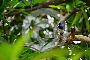 Beautiful male Oriental Magpie-Robin on a pole on a mango tree branch, Magpie Robin (Copsychus saularis).