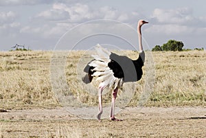 A beautiful male Ostrich