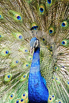 Beautiful male peacock