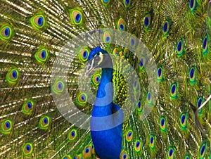 A beautiful male peacock with expanded feathers