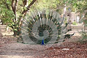 Beautiful male peacock with expanded feathers