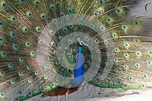 A beautiful male peacock with expanded feathers.