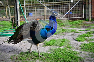 Beautiful male peacock