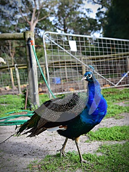 Beautiful male peacock