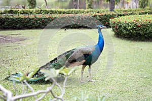 Beautiful male peacock with feathers in park