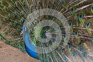 A beautiful male peacock fluffed a colorful multicolored tail