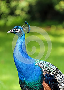 Beautiful male peacock portrait