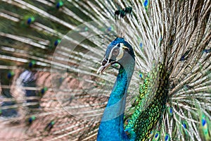 Beautiful male peacock show off and display his stunning feather