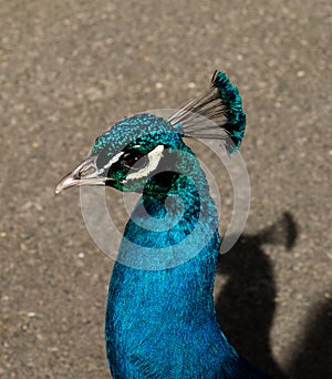 A beautiful male peacock showing its wheel