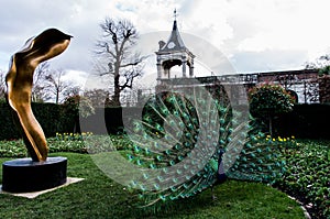 A beautiful male peacock showing its wheel