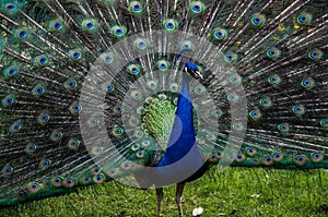 A beautiful male peacock showing its wheel