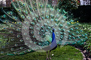 A beautiful male peacock showing its wheel