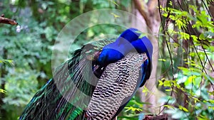 Beautiful male peacock sitting alone on tree