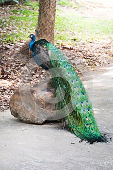 Beautiful male peacock standing on the big rock