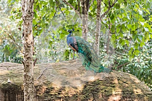 Beautiful male peacock