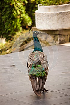 Beautiful male peacock walk in patio garden day shot