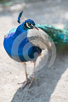 Beautiful male peacock walking on the garden
