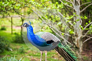 Beautiful male peacock