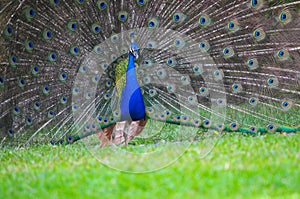 Beautiful male peacok on a field