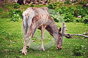 A beautiful male red deer maral with fur horns eats grass in early spring