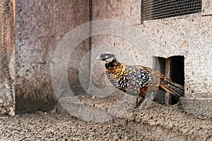 Beautiful male Reeves`s pheasant with yellow feathers and white head on the bird breeding farm.