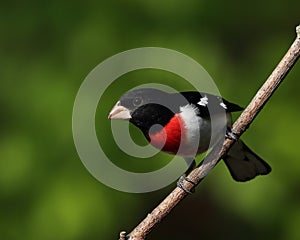 Beautiful male rose-breasted grosbeak