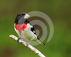 Beautiful male rose-breasted grosbeak