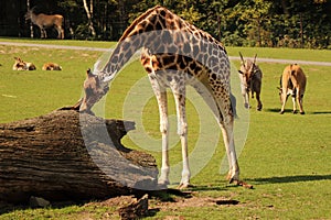 A beautiful male of Rothschild`s giraffe licking a big trunk. In the background there are Common elands