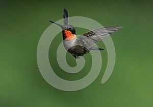 A Beautiful Male Ruby-Throated Hummingbird flight. (Archilochus Colubris)