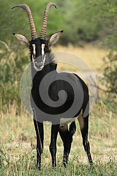 Beautiful male Sable antelope, Hippotragus niger, Hwange National Park, Zimbabwe