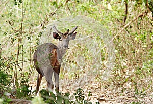 A beautiful male Sambar deer with Mayna sitting on top