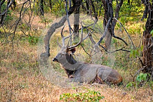 Beautiful male sambar Rusa unicolor deer in Ranthambore National Park, Rajasthan, India.