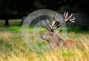 Beautiful Male Stag in long grass with natural sunlight