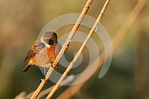A beautiful male Stonechat, Saxicola rubicola, perching on a frost covered reed, at first light on a cold, foggy, frosty morning.