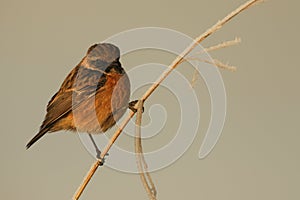 A beautiful male Stonechat, Saxicola rubicola, perching on a frost covered reed, at first light on a cold, foggy, frosty morning.