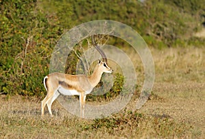 A beautiful male Thomson's Gazelle