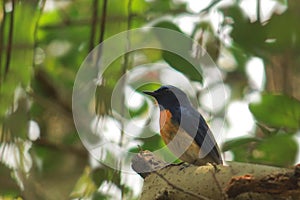a beautiful male tickell\'s blue flycatcher (cyornis tickelliae) perching on a tree in summertime