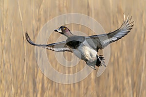 Beautiful male Tufted Duck Anatidae in flight.