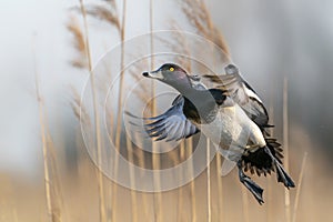 Beautiful male Tufted Duck Anatidae in flight.