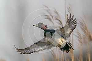 Beautiful male Tufted Duck Anatidae in flight.