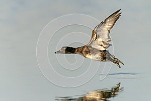 Beautiful male Tufted Duck Anatidae in flight.