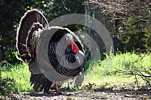 Beautiful Male Turkey Fluffed Up Showing Off Its Plumage To Impress A Female Turkey To Mate With In Early Spring photo