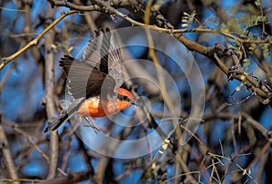 Beautiful male vermilion flycatcher bird