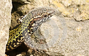 A beautiful male Wall Lizard Podarcis muralis poking its head out of a stone wall.