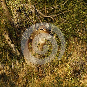 Beautiful Male Waterbuckbeside the river