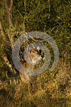 Beautiful Male Waterbuckbeside the river