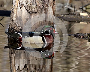 Beautiful male wood duck next to flooded tree